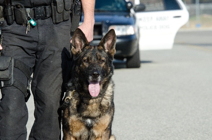 police dog