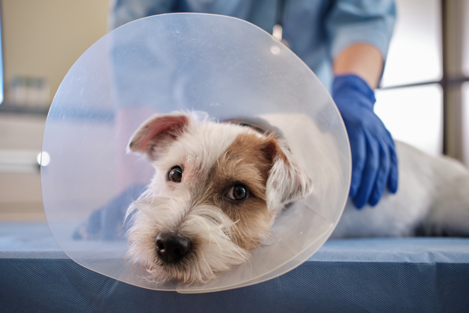 cone on head of white dog