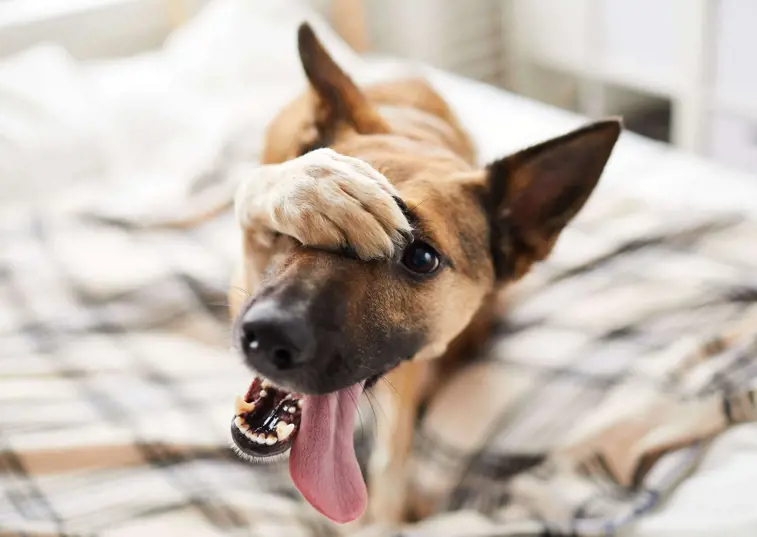 Dog on bed with paw hiding face