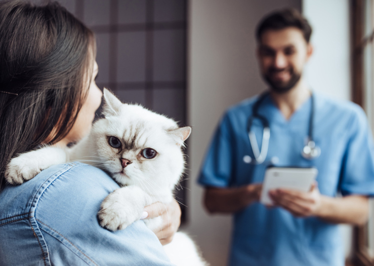 Vet owner holding cat