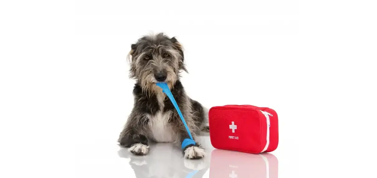 dog with a blue bandage and red first aid bag