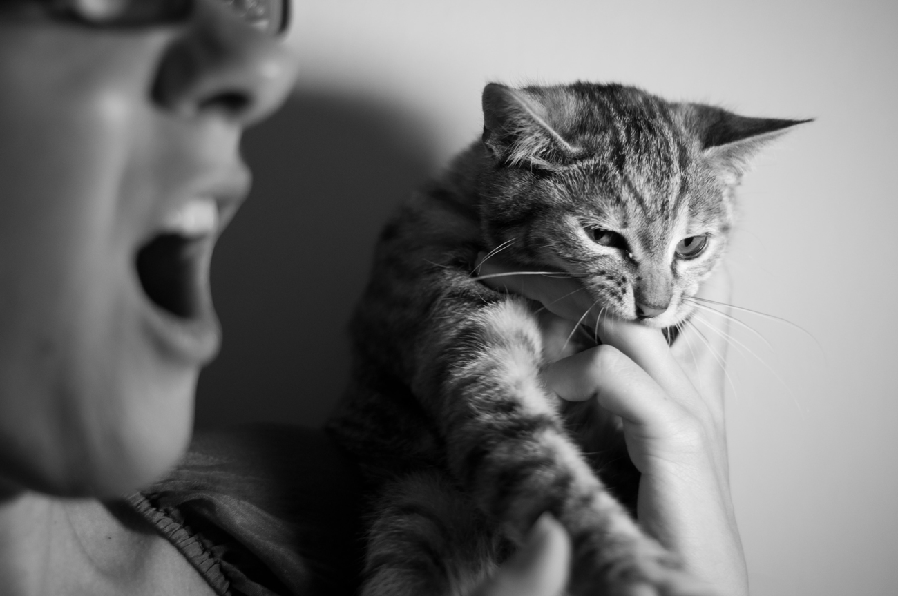 A person lifting up a cat in their hand with it biting their finger