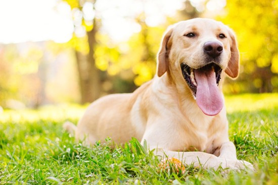 A panting dog laying on some grass in a garden on a sunny day