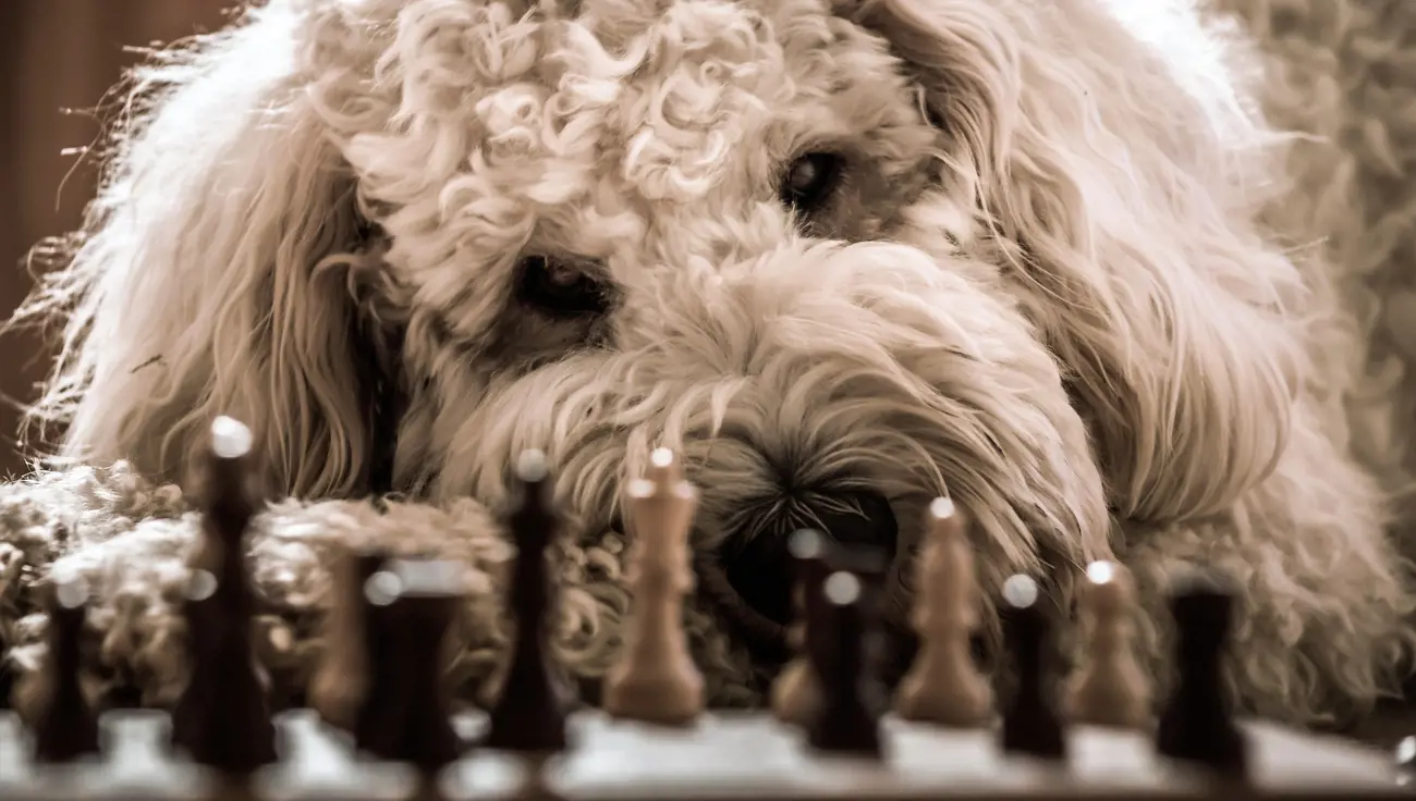 A dog laying down looking at a chess board