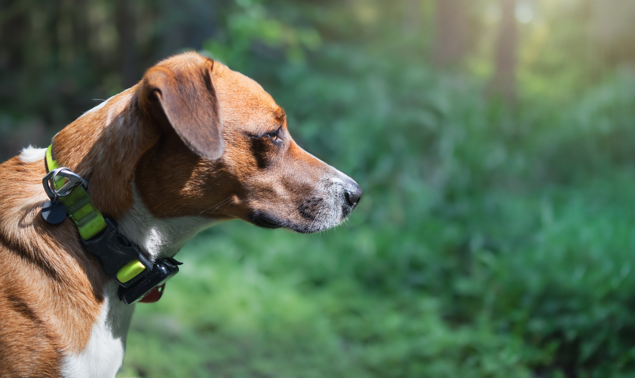 dog looking off to the side