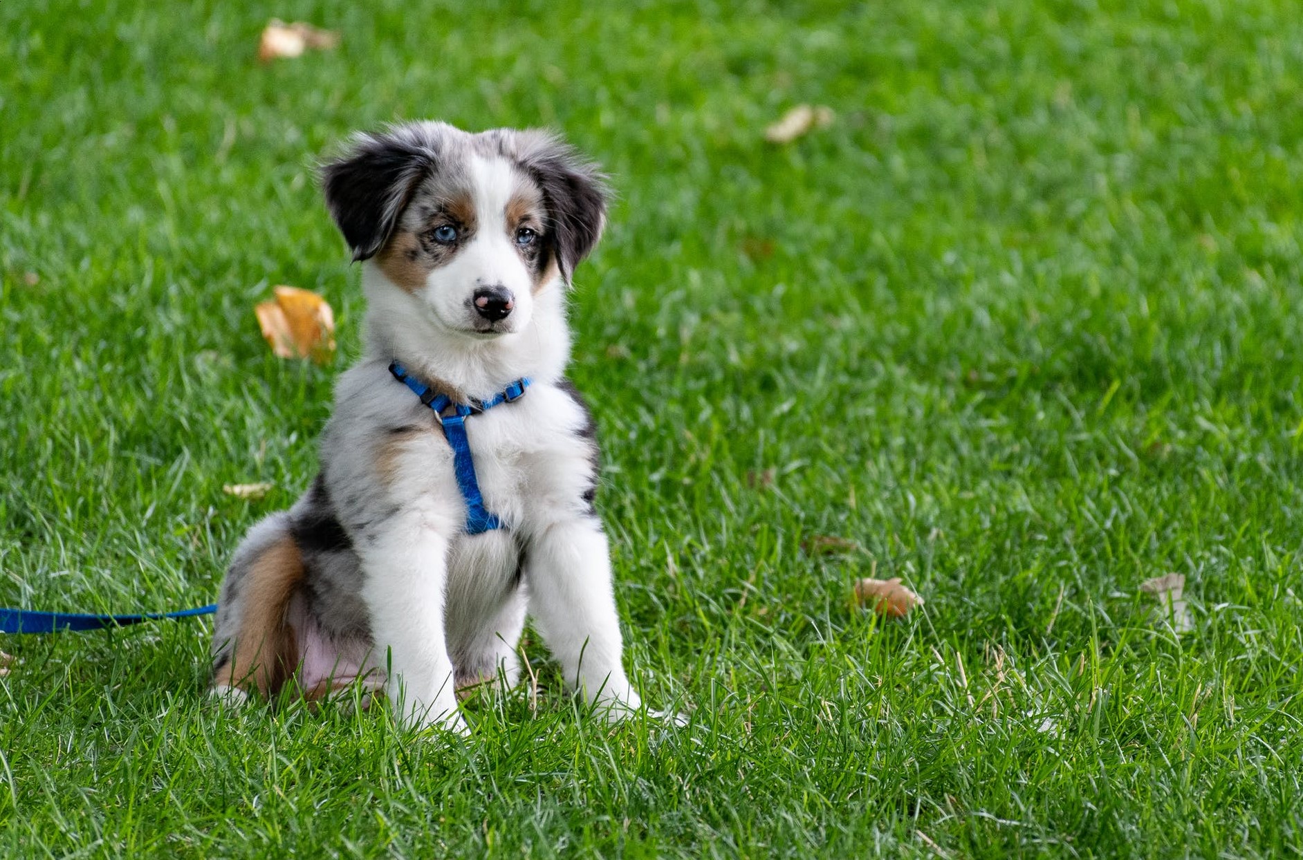 A puppy sitting on grass in a harness