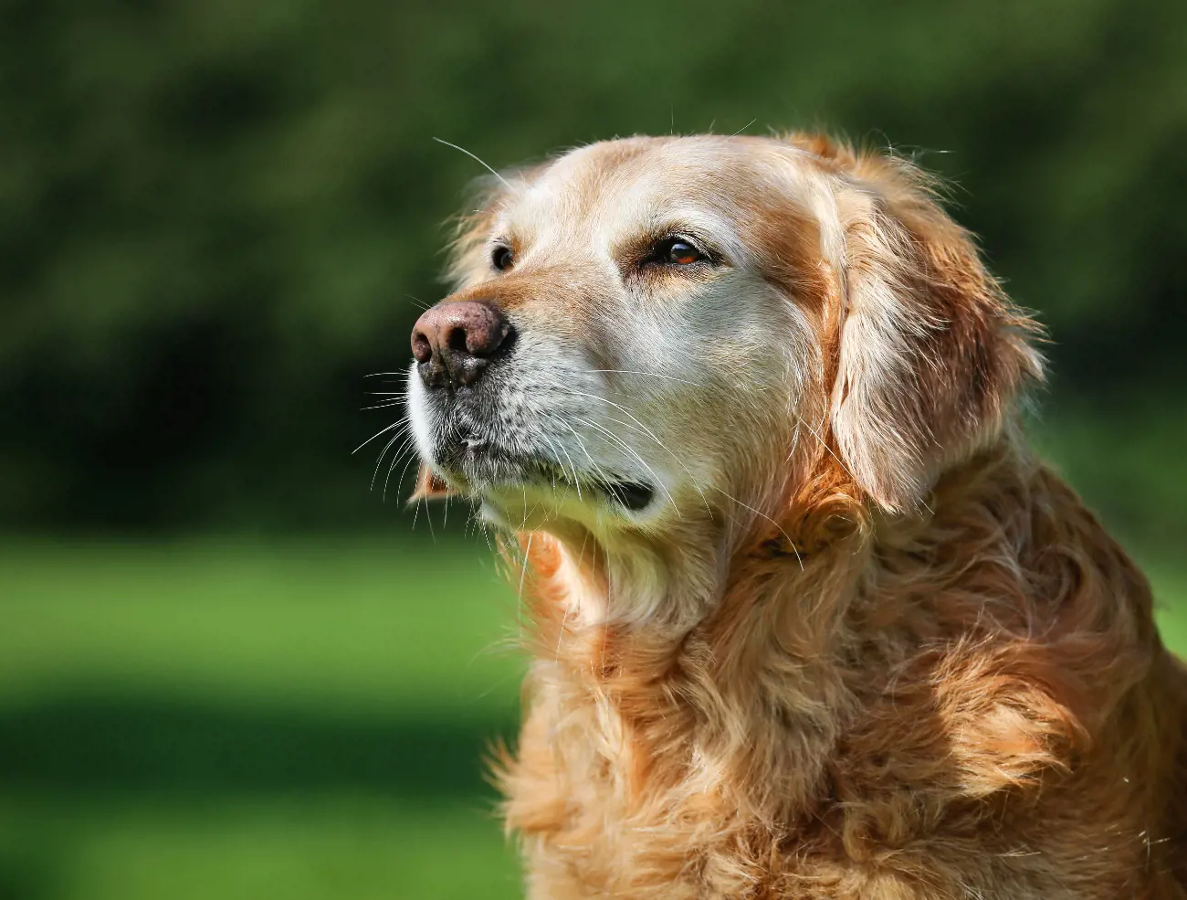 a dog peering off into the distance