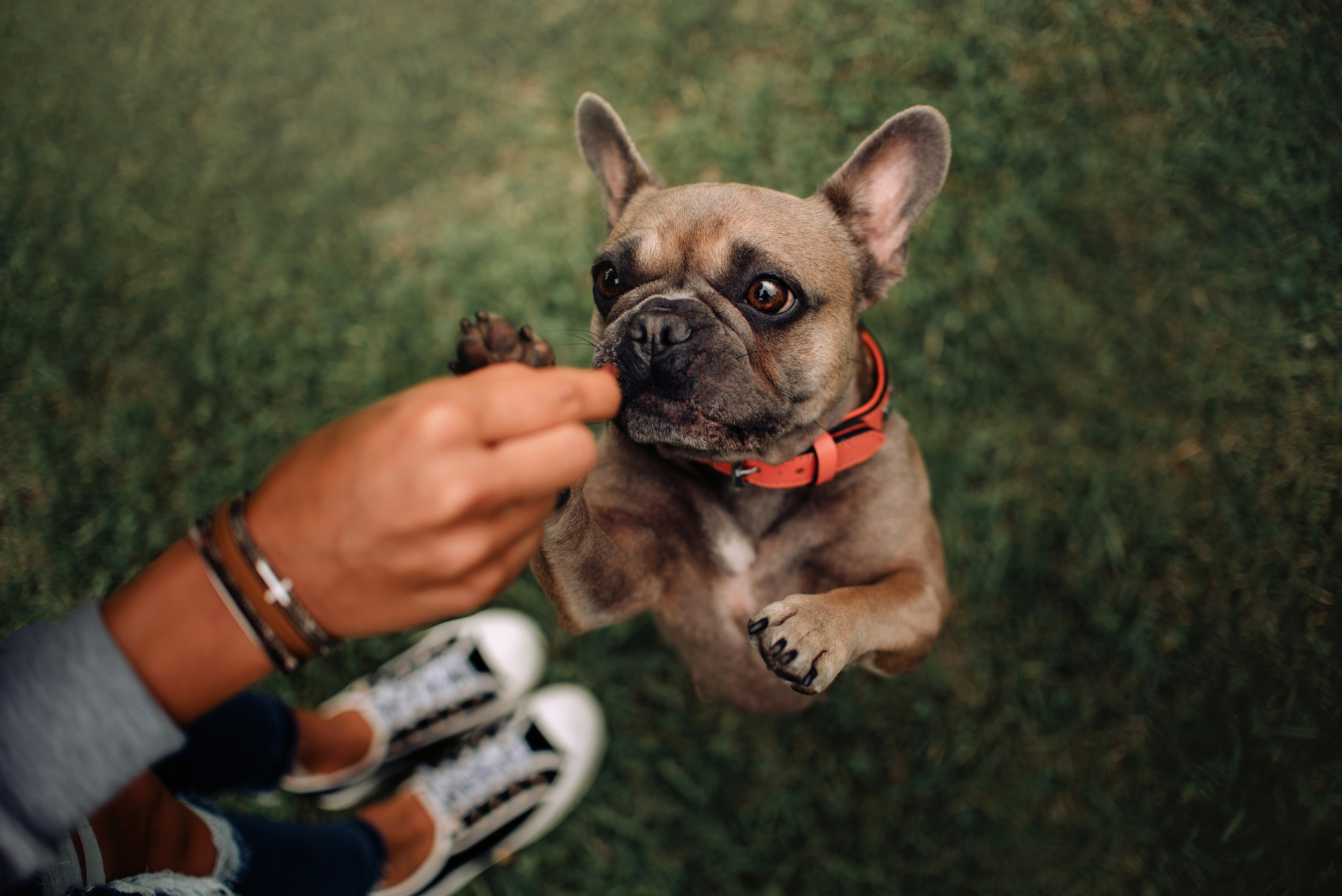 French bulldog being trained