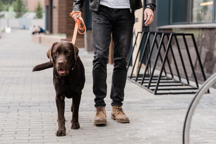 Dog walking on street