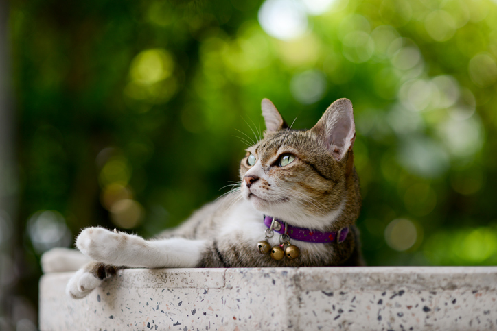 A cat laying down on a concrete block outside under green leaf cover