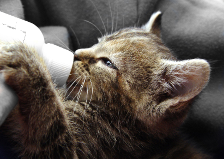 kitten being bottle fed