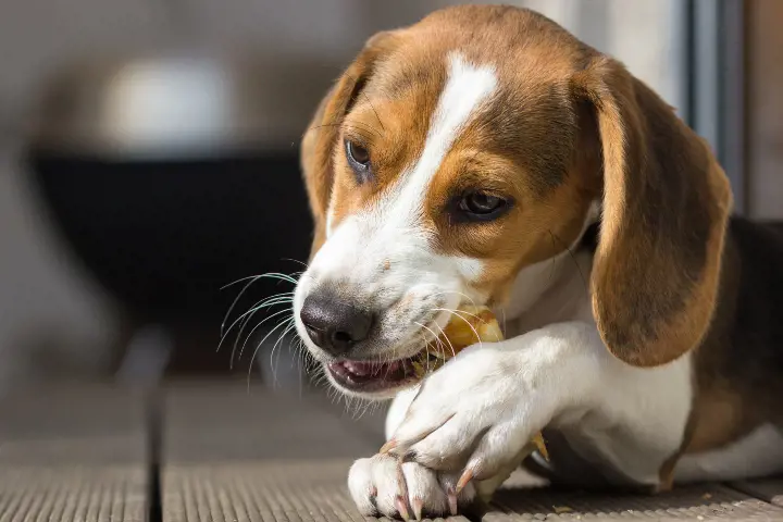 dog biting a bone