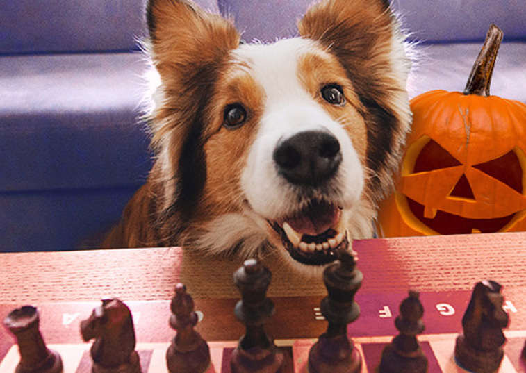 Dog playing chess