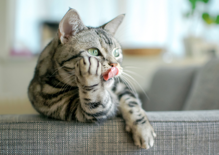 cat sticking out their tongue