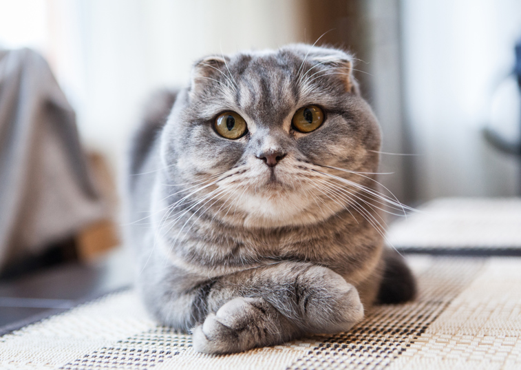 scottish fold