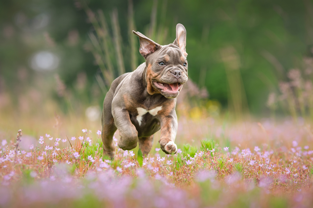 A bulldog running through a purple flowered meadow