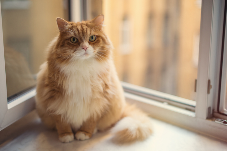 Cat at window