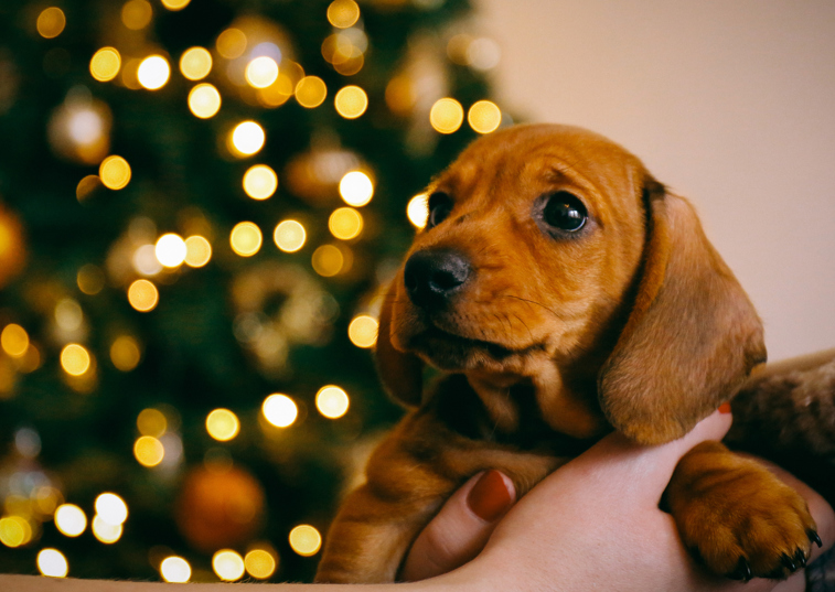 A pet is for life, not just for Christmas