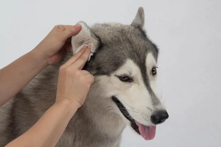 Dog having his ear cleaned