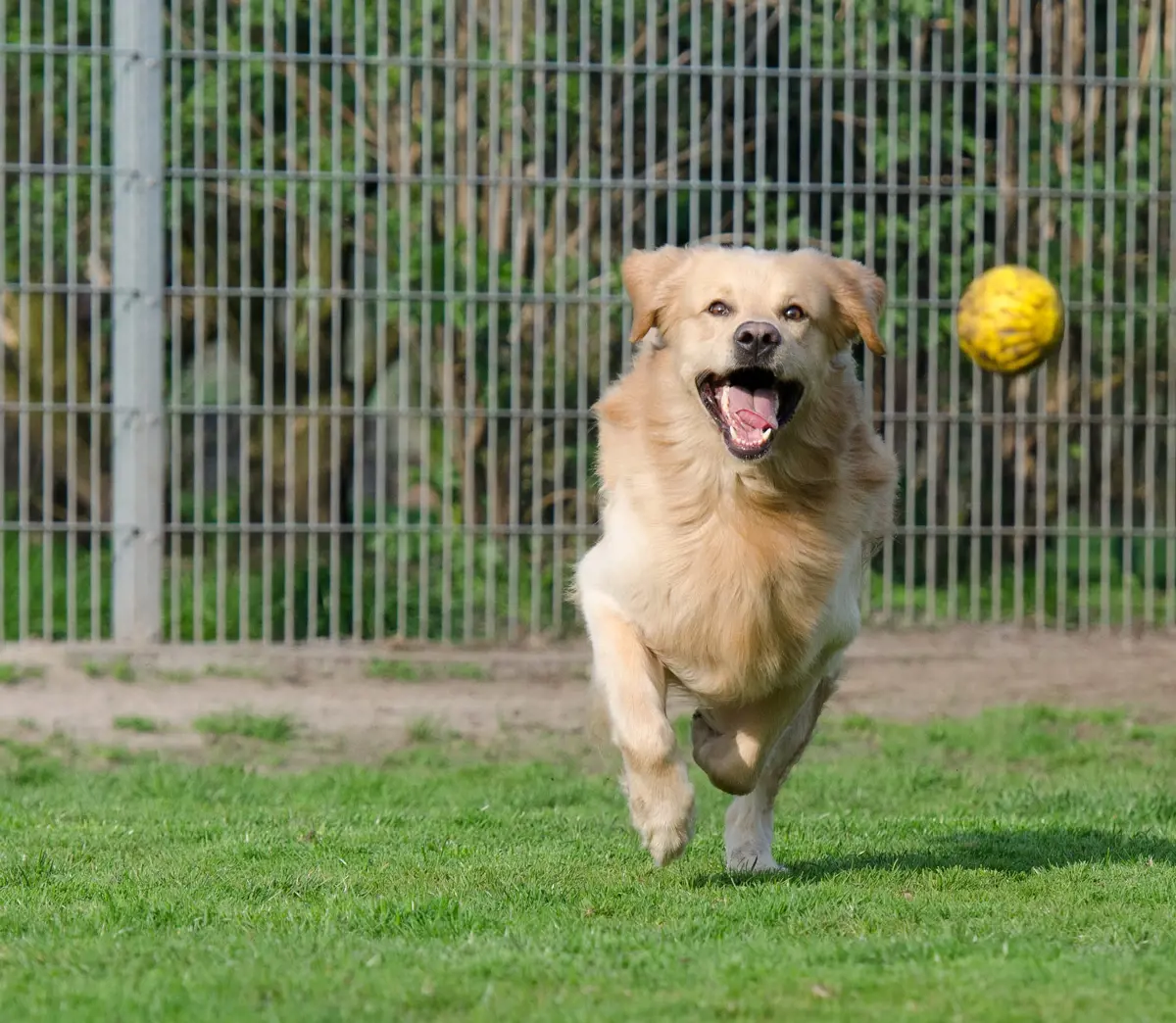 a dog chasing a ball