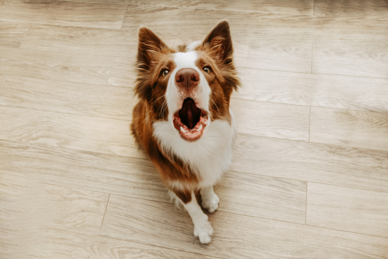 collie barking