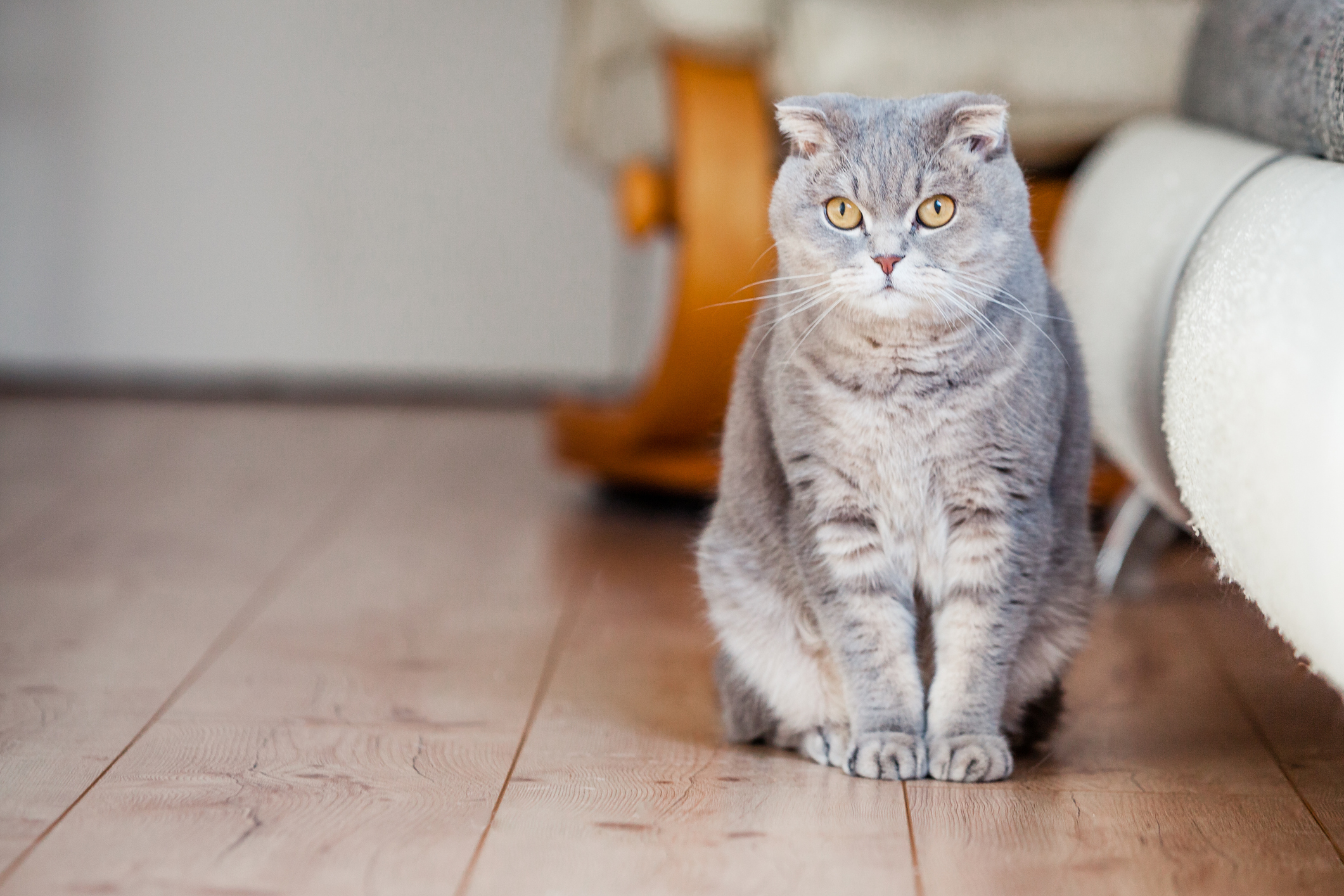 Scottish Fold Cat