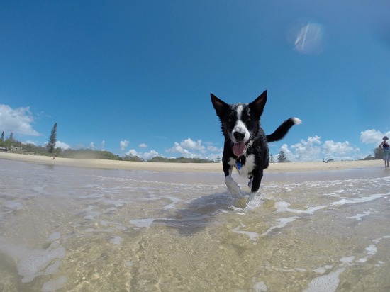 A dog walking in the wash of the sea on a sandy beach