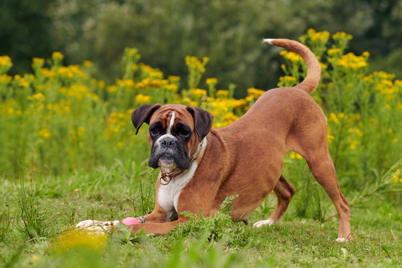 boxer dog stretching