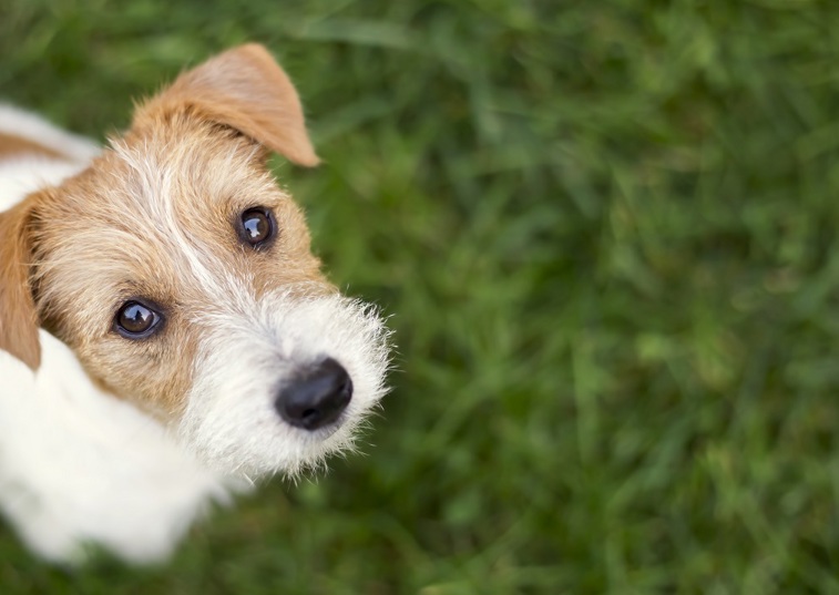 A dog sitting nicely at a puppy training session 