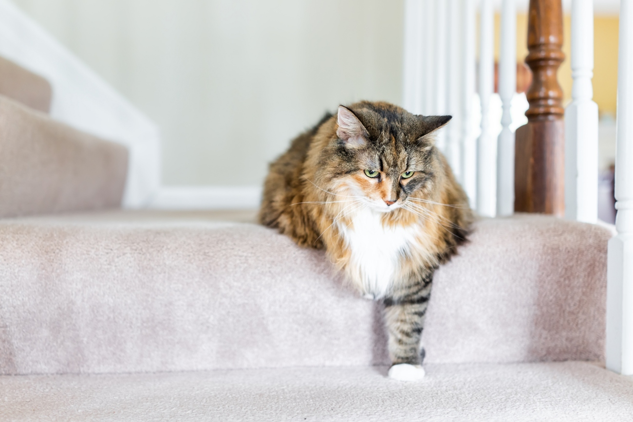 cat sitting on the stairs