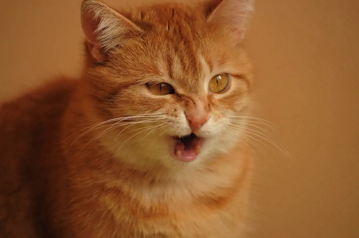 A cat coughing up a hairball