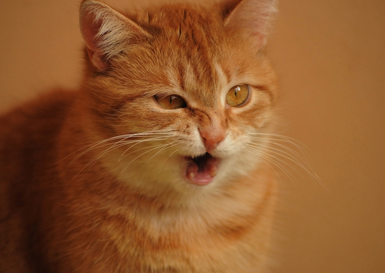 A cat coughing up a hairball