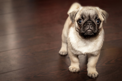 A puppy pug standing on a wooden flooring