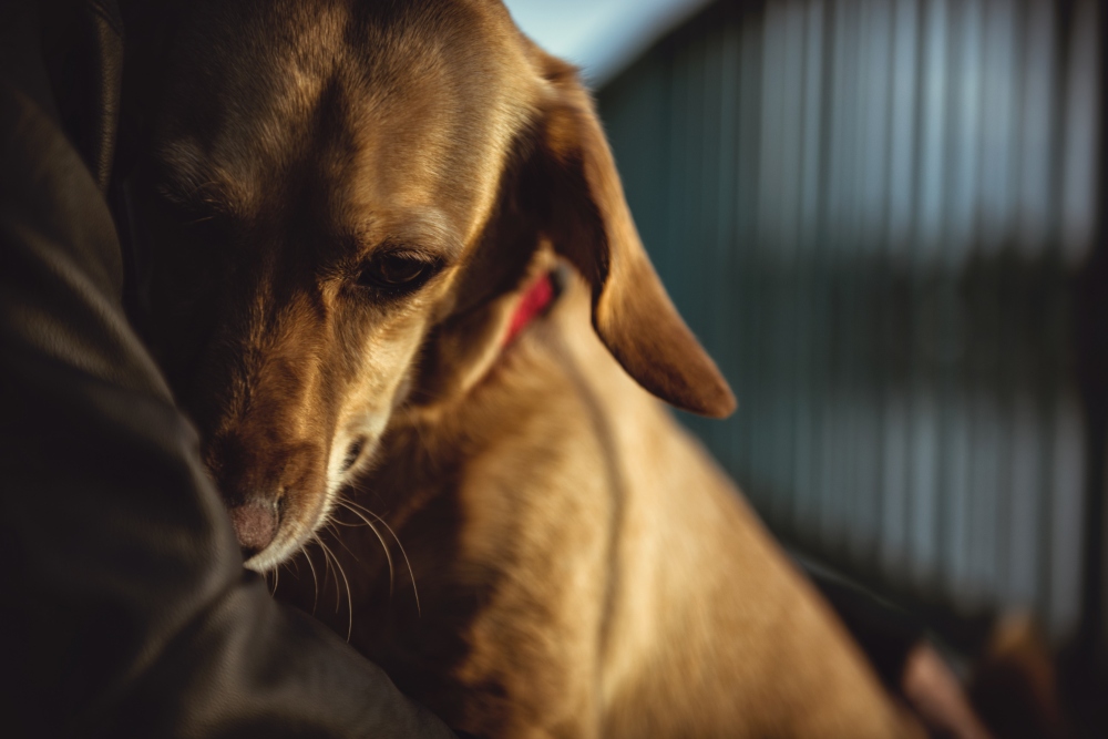 dog cuddling with owner