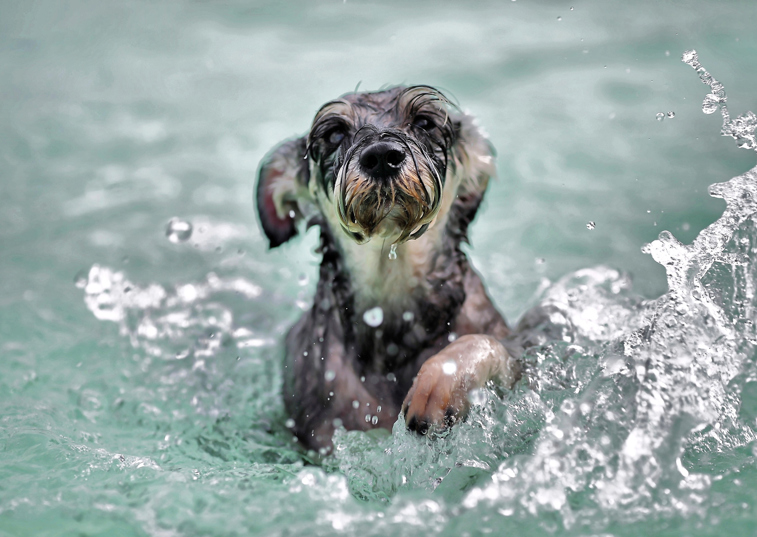 A dog swimming in a pool