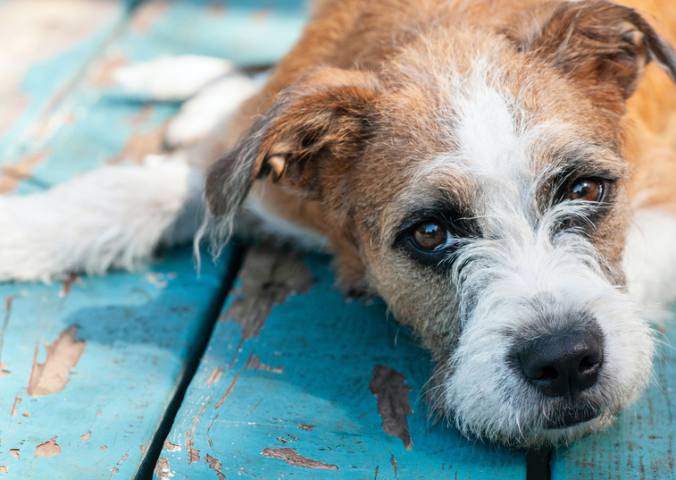 A dog laying on a wooden decking looking sad