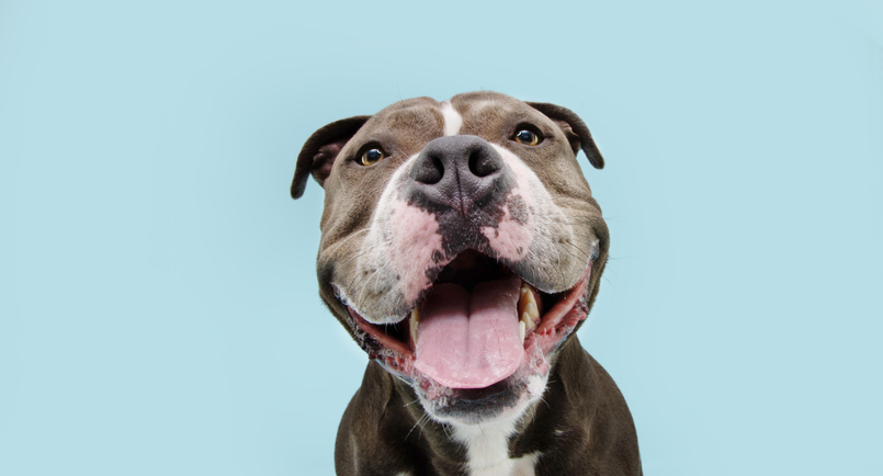 Happy american bulldog