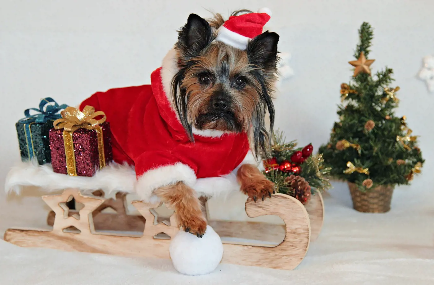 How to keep your dog safe this Christmas