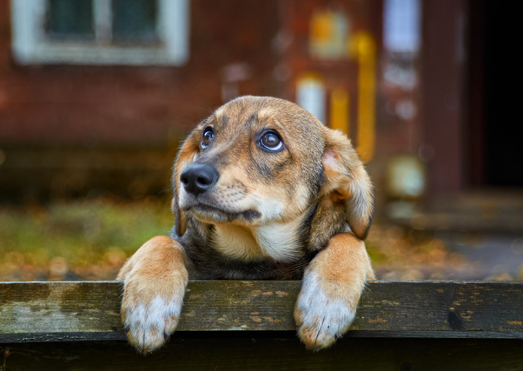 a dog peeking their head over a fence