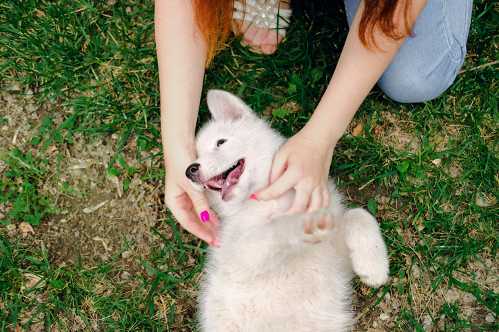 A woman playing with a laying down dog in a field