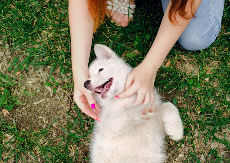 stroking a white fluffy dog