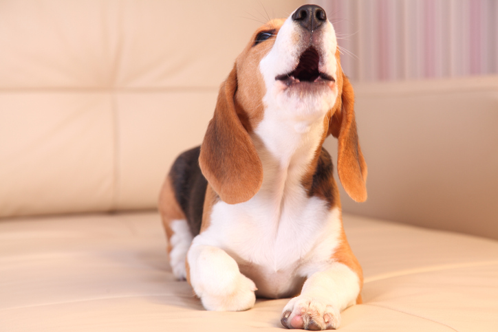 Howling beagle