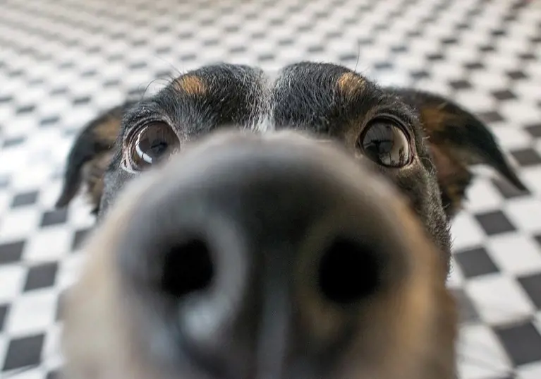 Dogs can sniff out stress