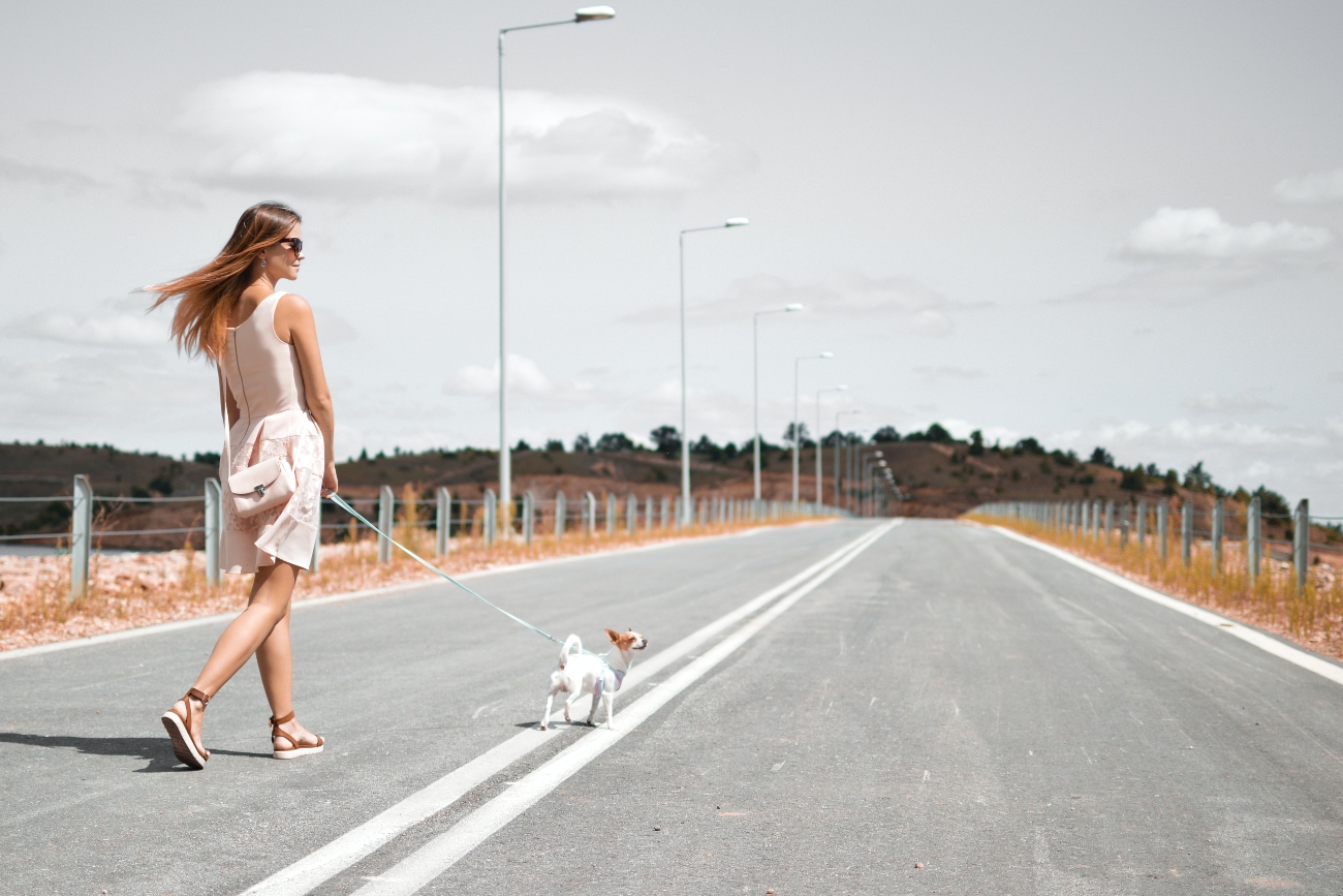 Dog in road