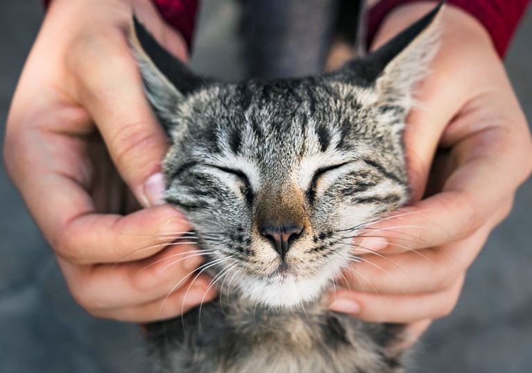 A cat having its face rubbed by its owner