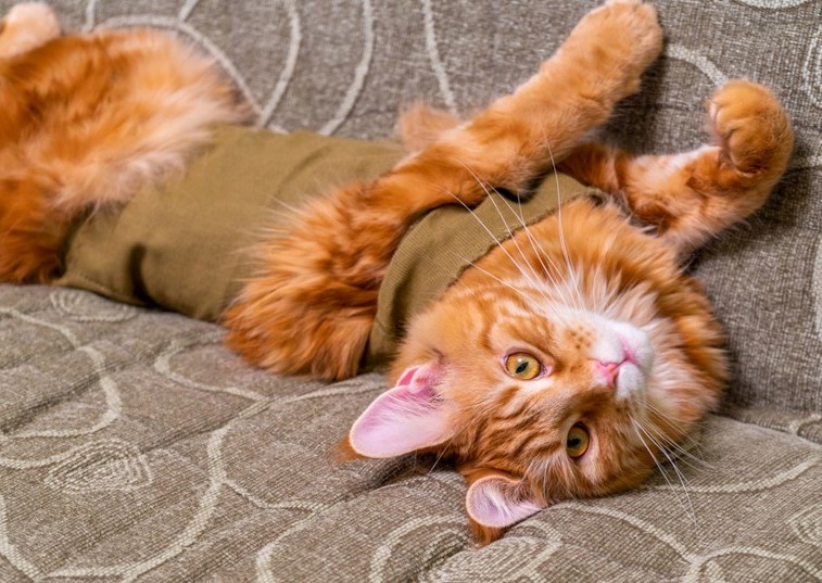 ginger cat laying on their back with bandage on after surgery