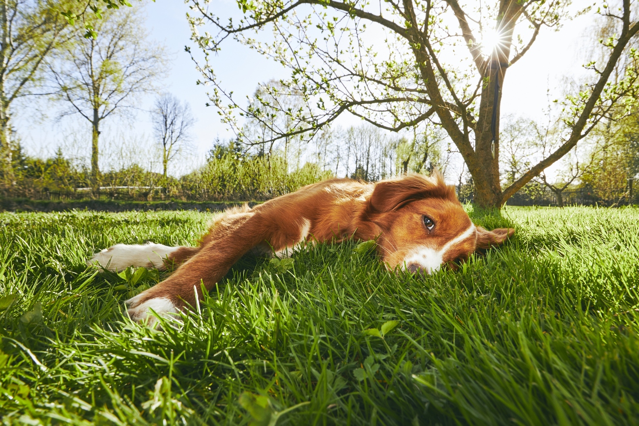 dog laying in the grass