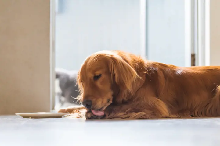 brown dog licking its paw