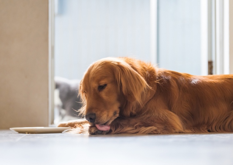 brown dog licking its paw