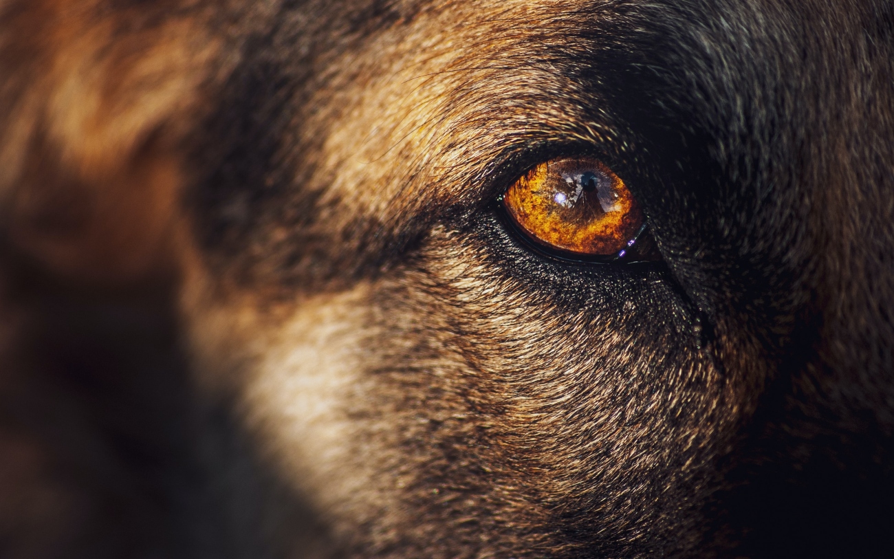 Dog eye